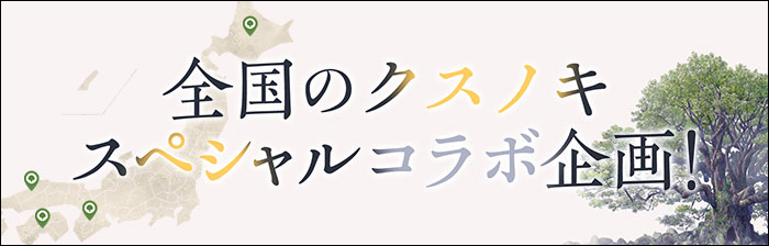 全国のクスノキ スペシャルコラボ企画！